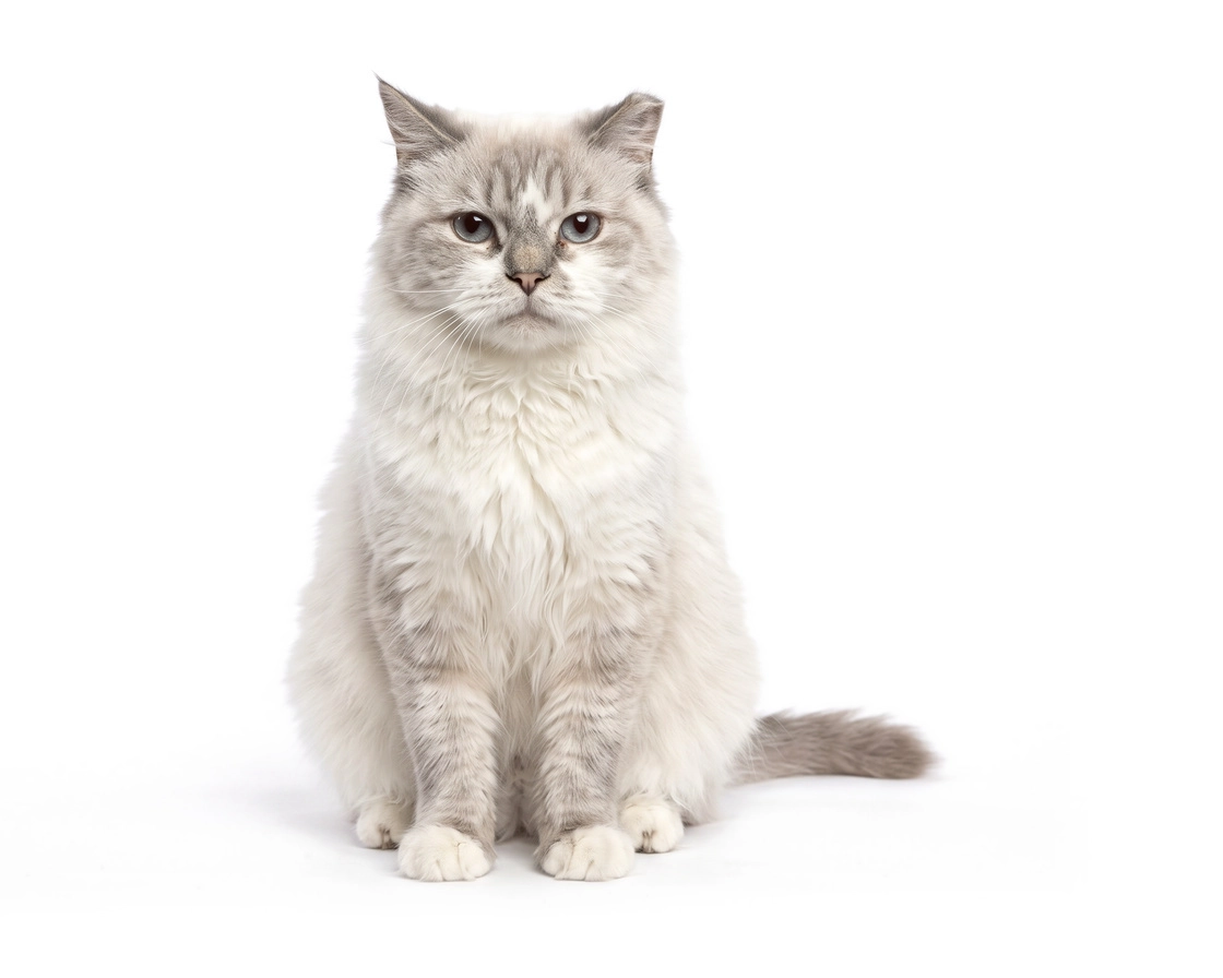 pet